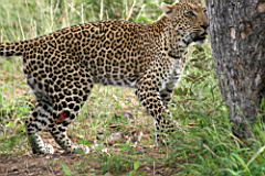 leopards gomo gomo IMG_5132.JPG